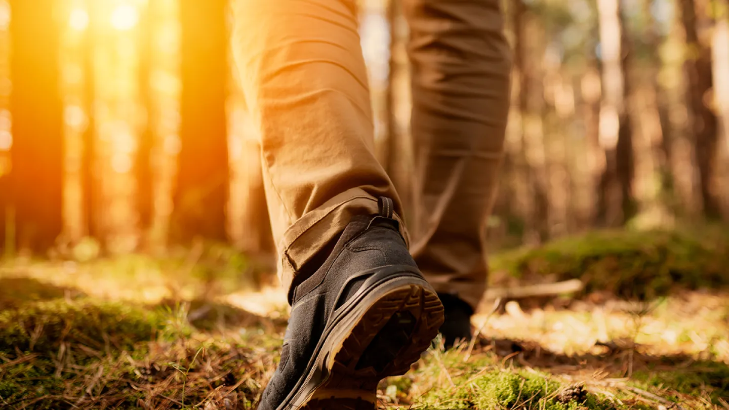 Person walking through woodland in sunlight
