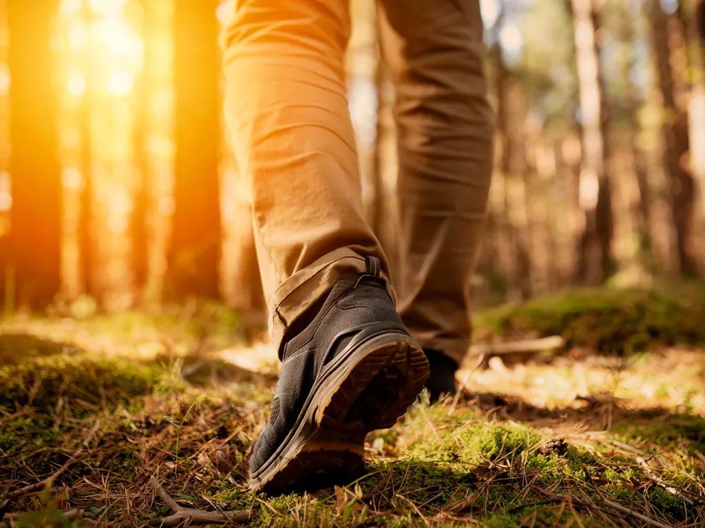 Person walking through woodland in sunlight